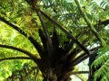 Tree fern NZ